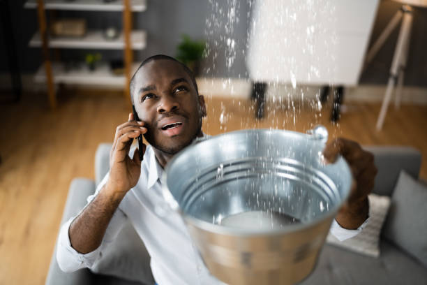 Best Water damage contractors near me  in Forrest, IL