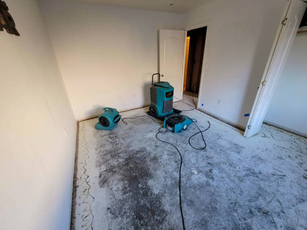 Best Basement water damage restoration  in Forrest, IL