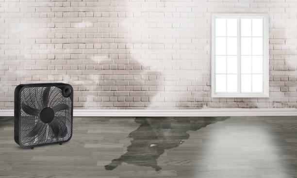 Best Local water damage restoration  in Forrest, IL